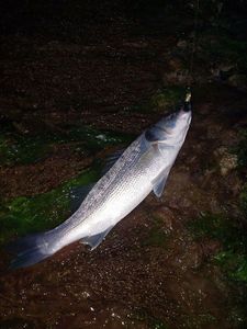 European Bass (Seabass)