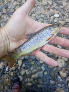 Brown Trout