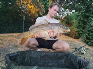 Common Carp