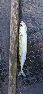 Mackerel