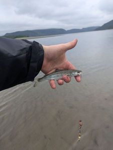 Atlantic Salmon