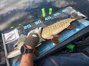 Northern Pike
