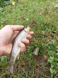 Brown Trout