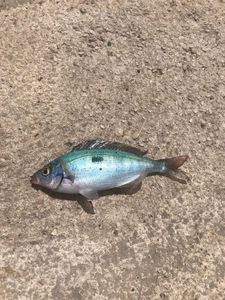 Poisson bleu