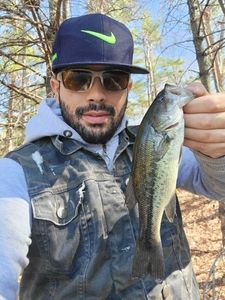 Largemouth Bass