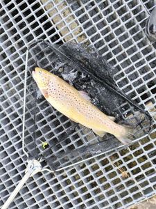 Brown Trout