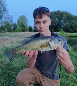 Largemouth Bass
