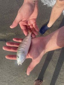 White Seabream