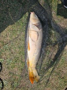 Common Carp