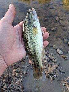 Largemouth Bass