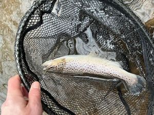 Brown Trout
