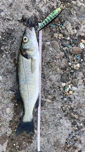 European Bass (Seabass)