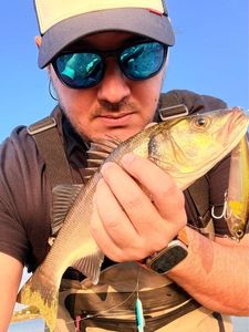 European Bass (Seabass)