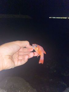 Cardinal Fish