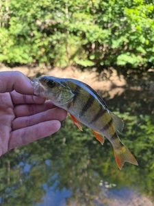 European Perch