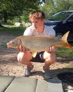 Common Carp
