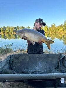 Mirror Carp