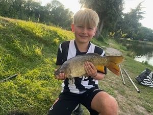 Common Carp