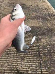European Bass (Seabass)