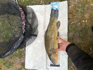 Tench