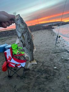Striped bass