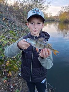 European Perch