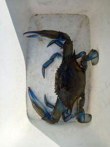 Crabe bleu