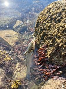 European Bass (Seabass)