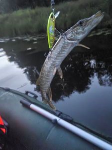 Northern Pike