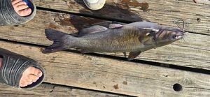 Channel Catfish