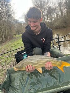Common Carp