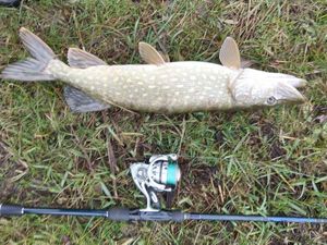 Northern Pike