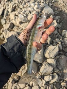 Zander