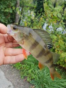 European Perch