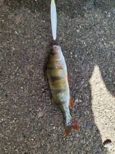 European Perch