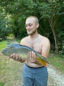 Mirror Carp