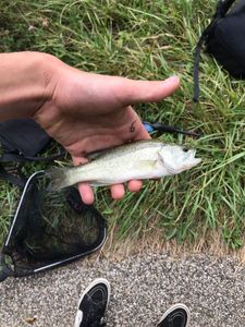 Largemouth Bass