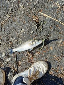 European Bass (Seabass)