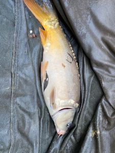 Mirror Carp