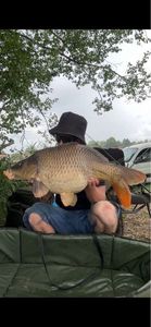Common Carp