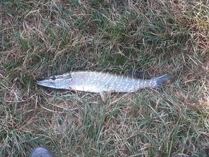 Northern Pike