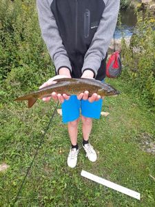 Barbel