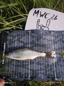 Roach