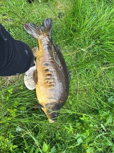 Mirror Carp
