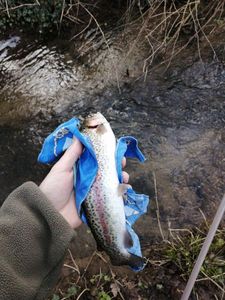 Rainbow Trout