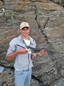 European Bass (Seabass)