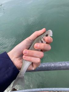 European Bass (Seabass)