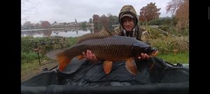 Common Carp