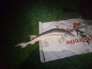 Sturgeon