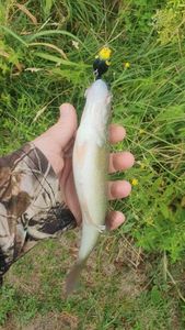 Largemouth Bass
